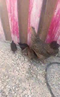 سلام مرغ با ۶ تا جوجه