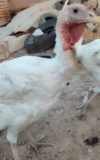 بوقلمون گوشتی