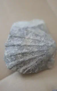 فسیل