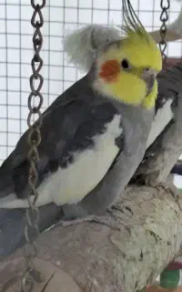 عروس هلندی بالغ معاوضه با مرغ یا گندم