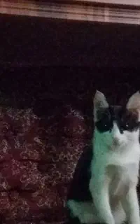 جفتش فروشی