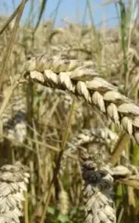 گندم