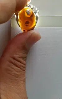 انگشتر عجیب و زیبا باباقوری شجر دار