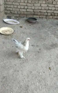 برهما خروس 4ماهه