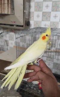 جوجه عروس هلندی دستی