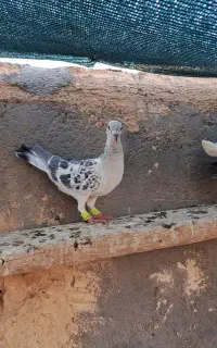 شامی کرمونی ماده
