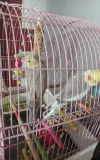 دوعدد عروس هلندی