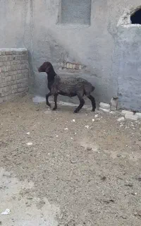 فروش بره قوچ همو و هترو زایگوت