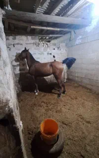 اسب