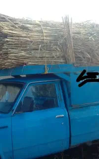 فروش نی برای حصار کشی دوره زمین و باغ...