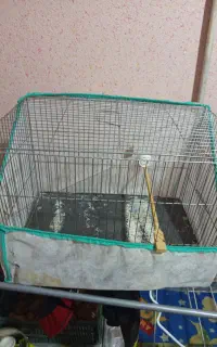 قفس قناری