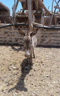 خر آروم واسه گله