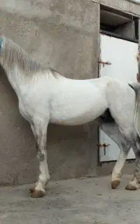 پانسیون ونگهداری اسب