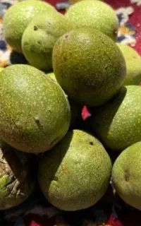 اجاره گردو شما