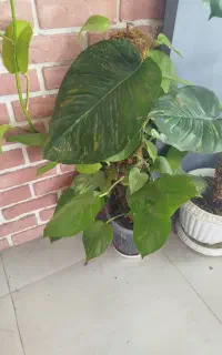 محصولات ارگانیک و تقویت خاک