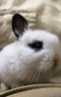 بچه خرگوش لوپ