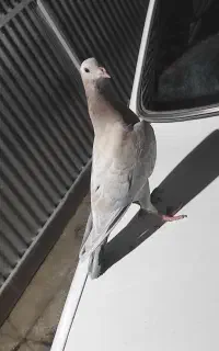 جوجه سارسرونج تخت خال میشه بزرگ شه زرنگ نر