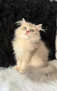 گربه های اصیل با نژاد خاص
