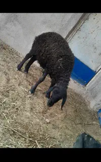 بره نر قزل افشاری اصل