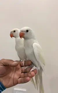 جفت ملنگو کرمینو