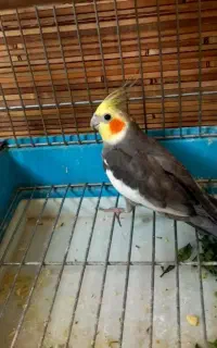 عروس هلندی