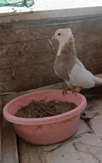 گم شده
