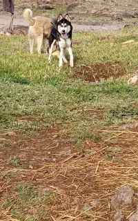 سگ.