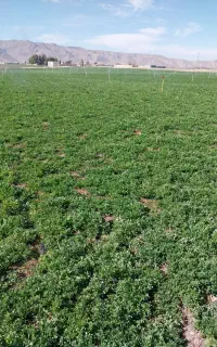 جو بذری مارتین