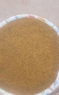 بذر قره یونجه