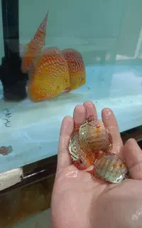 دیسکس سایز ۱و۲و۳ فرصت مناسب برای سایز کردن