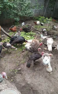 تعداد ۳۰ عدد بجه بوقلمون به وزن ۲ تا ۳ گیلو