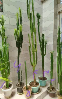 فروش گل طبیعی زیبا و سرحال