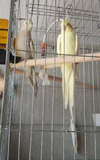عروس هلندی