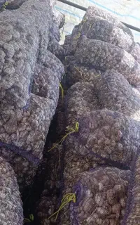 فروش ده تن سیر
