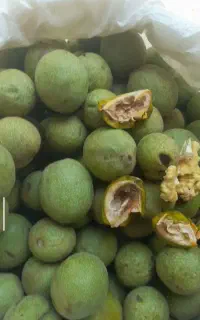 فروش گردو سبز  پوست کاغذی