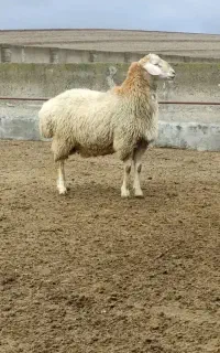 قصابی وذبح گوسفندوگوساله(قصاب سیار)