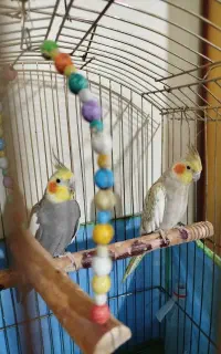 عروس طوطی مولد