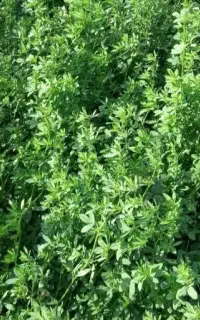 پرس یونجه درجه ۱ فقط ۳۰ تومن