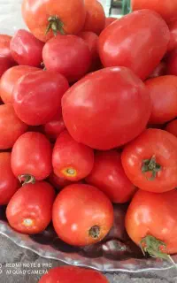 گوجه فرنگی تازه چین