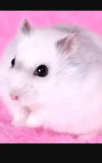همستر کوتوله