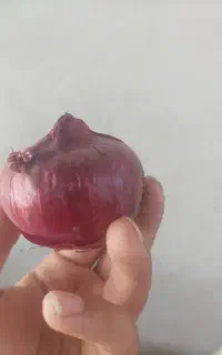 بذر پیاز قرمز اصل مناسب اب شور و شیرین
