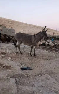 الاغ