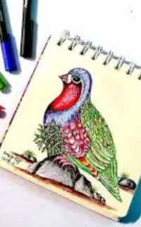 بلدر جین کوهی پرورشی