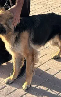 فروش سگ ژرمن شپر ماده