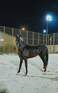 اسب عرب