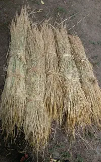 فروش۲۰۰دسته کولش
