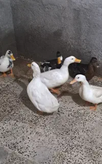 اوردک