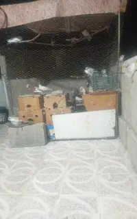 کبوتر حدودن ۴۰ یا۵۰ عدد