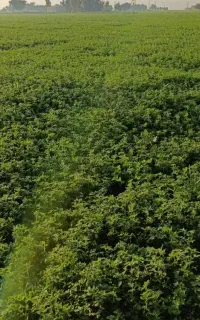 پرس یونجه رنجر