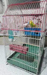 یک جفت مرغ عشق با قفس